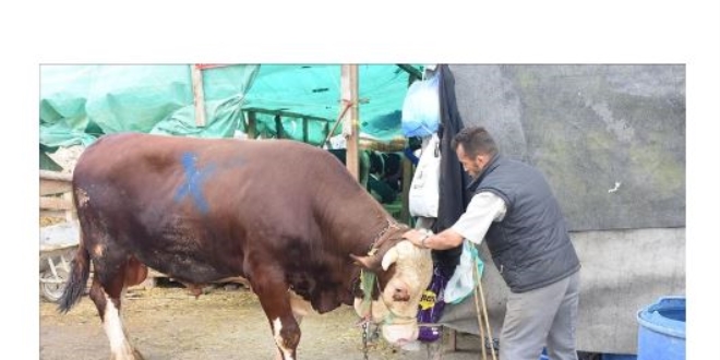 1,5 tonluk kurbanın fiyatı dudak uçuklattı