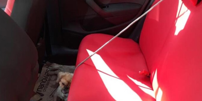Otomobilde bırakılan köpek havasızlıktan öldü