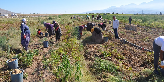 Nevşehir'de patates hasadı başladı