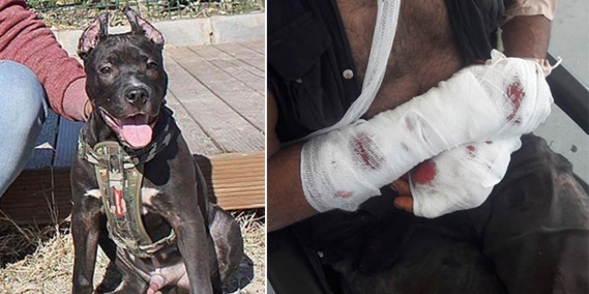 Pitbull dehşeti! Bu kez sahibine saldırdı