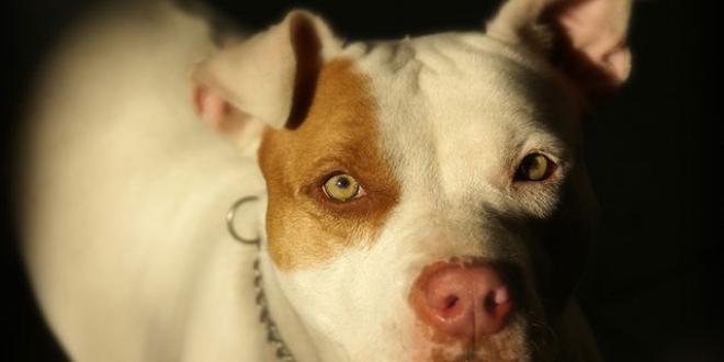 Pitbull cinsi köpekler neden saldırıyor? İşte nedeni