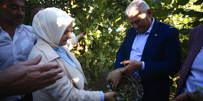 Binali Yıldırım fındık topladı