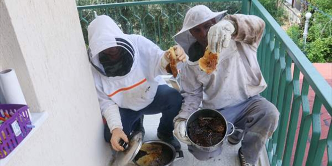 Arıların çatıya yaptığı petekten 15 kilogram bal aldı