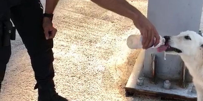 Polisin sokak köpeğine merhameti takdir topladı