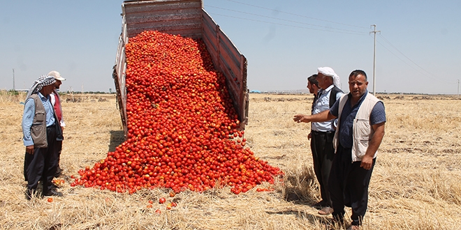 Satamadığı tonlarca domatesi tarlaya döktü