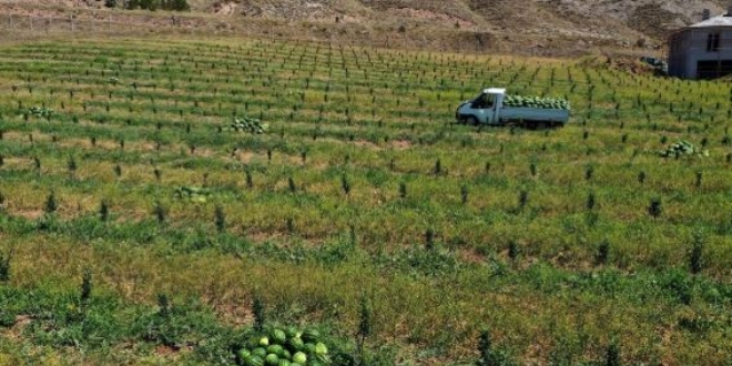 Sivas'ta ilk kez karpuz yetiştirildi