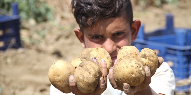 Patates tarlada 1 lira, markette 4,5 lira