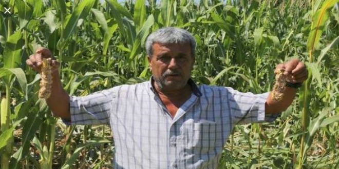 Tarlasını talan eden domuzlar için mahkemeye başvurdu