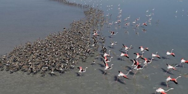 Flamingo nüfusu iki kat arttı
