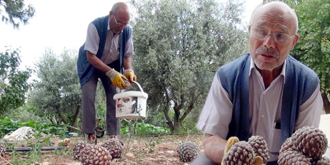 Gölgesi için diktiği ağaçtan 40 bin TL kazandı