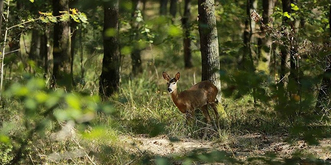 Kurban Bayramı'nda korunan alanlara ziyaretçi akını
