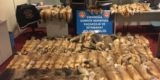 Esenboğa Havalimanı'nda tilki postu ele geçirildi