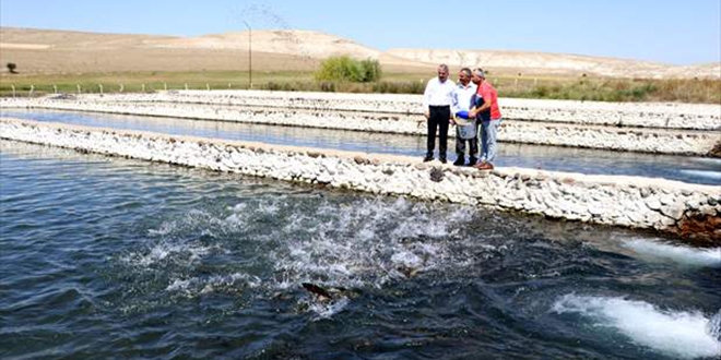 İç Anadolu'nun bozkırından 'alabalık' ihracatı