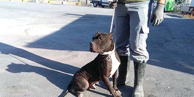 Kayseri'de 'tehlikeli ırk' köpek besleyenlere ceza