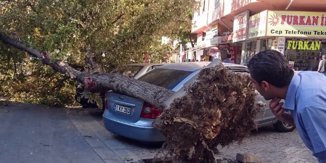 Römorkun söktüğü ağaç otomobillerin üzerine devrildi