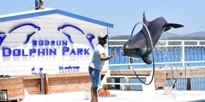Bodrum'daki yunus parkının ruhsatı iptal edildi