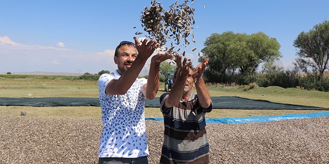 Çin çekirdeği artık Kayseri'de üretilecek