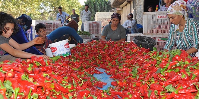 Kadınların geçim kaynağı 'kırmızı altın'