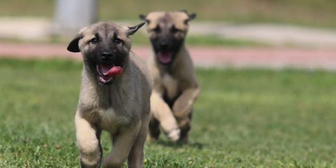 Bu köpekler kapış kapış...Doğmadan satılıyor