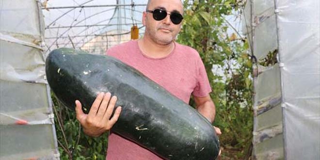 'Dev' salatalık görenleri şaşırtıyor