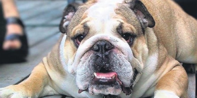 Mahkeme köpeği silah saydı