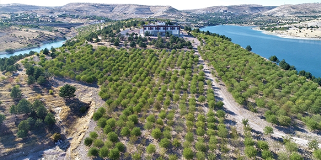 Güzelliği ile dikkat çeken 'Badem Adası'nda hasat zamanı