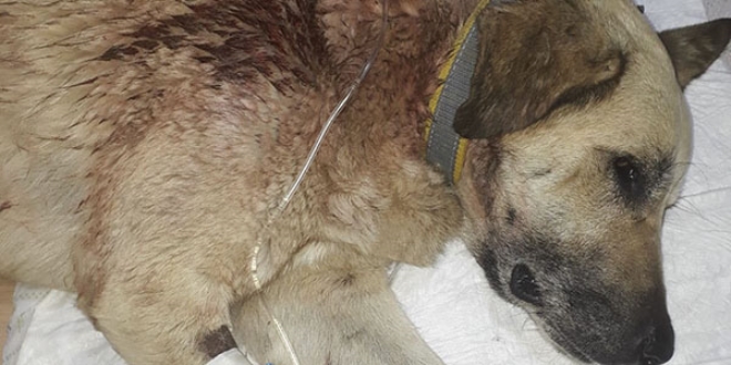 Mahallenin baktığı sokak köpeğini tüfekle vurdular