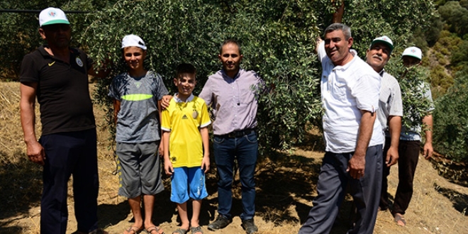 Dağı taşı zeytin bahçesine çevirdiler, rekor üretim bekliyorlar