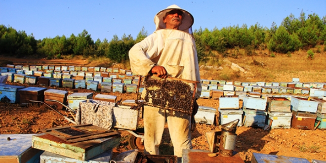 Arılar dünyasında savaş başladı