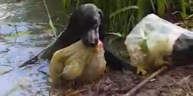 İnsanların yapmadığını köpek yaptı