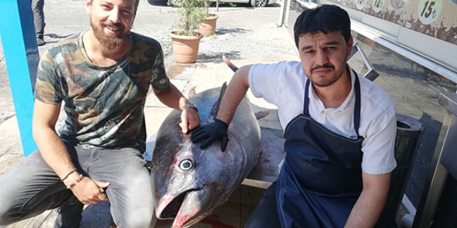 240 kiloluk Orkinos, Aydın'da ilgi odağı oldu