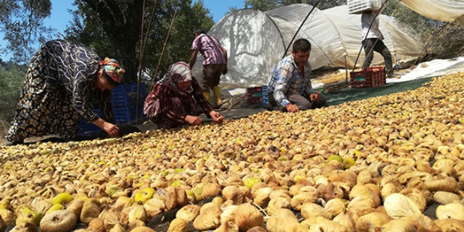 Aydın'da incir üreticisi şokta