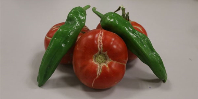 'Sazlca domatesi' ve 'Bor biberi'nin gen kaynaklar aratrlyor