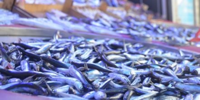 Hamsi kilosu 15 TL'den tezgahtaki yerine aldı