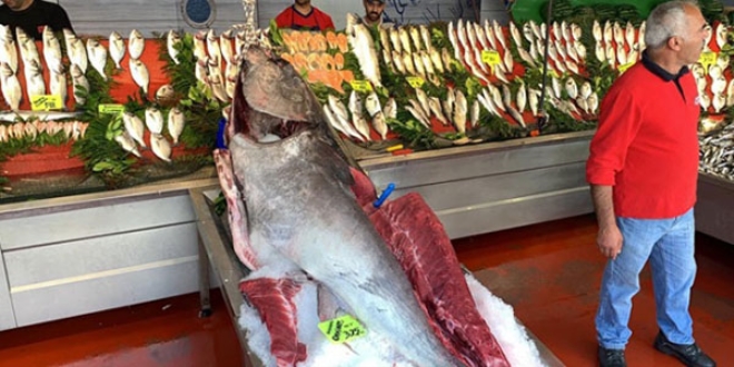 Tam 325 kilo... Görenleri hayrete düşürdü