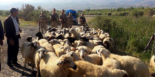 Jandarma'dan kayıp koyun mesaisi