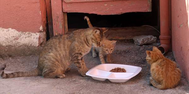 Derslere giren kedi 'Tarçın' teneffüslerde yavrularıyla ilgileniyor