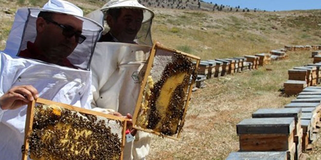 Toroslardan gelen o bala 'dünyanın en iyi balı' ödülü