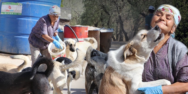 Bakımını yaptığı köpekleri, sözleşme ile sahiplendiriyor
