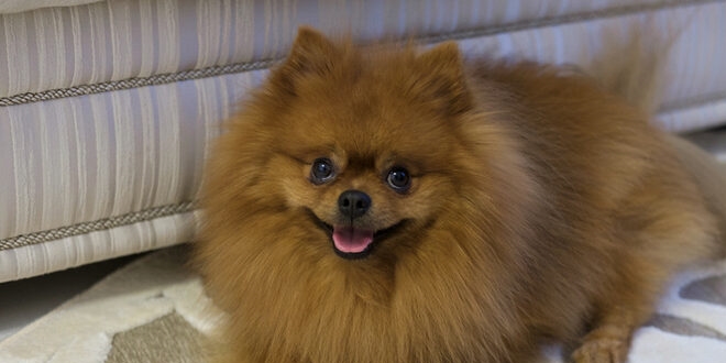 Pomeranian Boo özellikleri, bakımı ve fiyatı