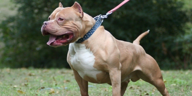 Konya'da 'pitbull' besleyen iki kişiye toplam 15 bin 604 lira ceza uygulandı