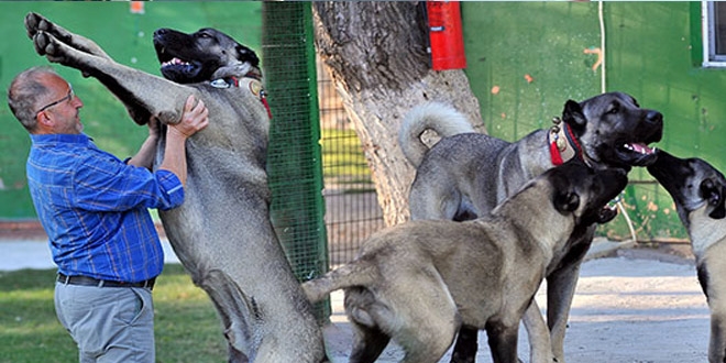 200 bin liralık Kangal yavruları için randevu alıyorlar