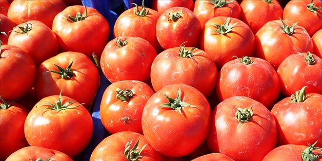 Çorak araziye 'can' verdi tonlarca ürün elde etti