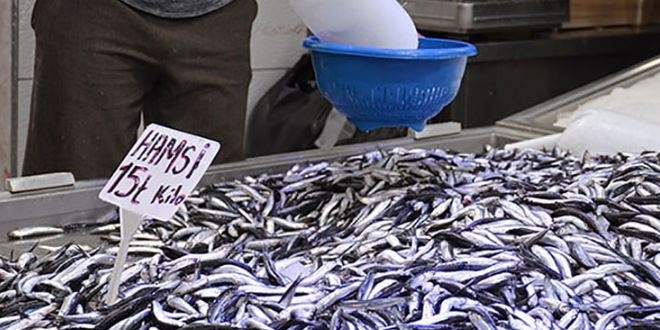 Hamsi'nin kilosu 15 liraya geriledi