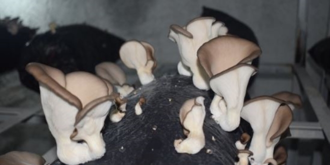 Evinin bodrumunda istiridye mantarı yetiştiriyor