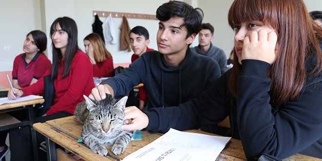 Bu kedi ders dinleyip kitap okuma saatine katılıyor