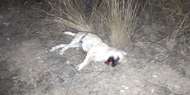 Ankara'da sokak köpeklerinin zehirlendiği iddiası