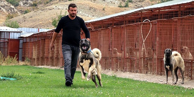 Çiftliğinde heybetli Türk çoban köpeklerini yetiştiriyor