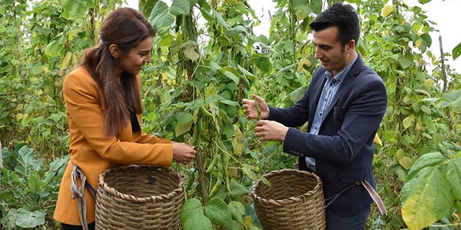 Kaymakam çift çoban fasulyesi hasadını başlattı