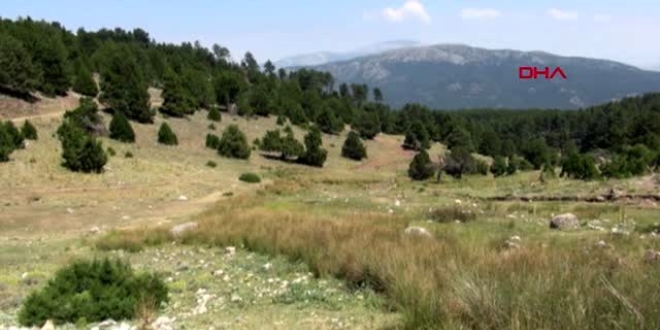 Endemik tür 'tavas kurbağası' tel örgüyle korunacak